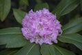 Purple rhododendron Royalty Free Stock Photo