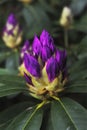 A purple rhododendron flower bush growing in a garden