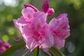 Purple Rhododendron Royalty Free Stock Photo