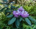 Purple Rhododendron Flower Cluster Royalty Free Stock Photo