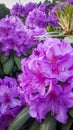 Purple Rhododendron - Flower Clusters