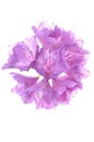 Purple rhododendron flower head Royalty Free Stock Photo