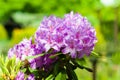 Purple Rhododendron Royalty Free Stock Photo