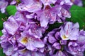 Purple rhododendron flowers with pink and yellow pistil and stamen, soft green blurry leaves background, top view close up