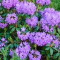 Purple rhododendron growing in a flowerbed in a backyard or garden from above. Violet plants blooming, blossoming and