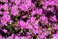 Purple Rhododendron luteum azalea flowers