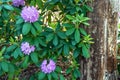 Purple Rhododendron Royalty Free Stock Photo