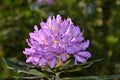 Purple Rhododendron in bloom