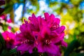 Purple Rhododendrons in Zengarden Denmark