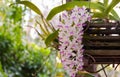 Purple Rhynchostylis gigantea orchid flower blooming. Royalty Free Stock Photo