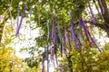 Purple ribbons on the branches of a tree in summer