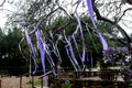 Purple ribbons hanging from the tree flutter in the wind. ribbons tied to the branches of trees, festival,wedding.