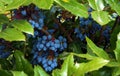 Purple ripe fruits of mahonia