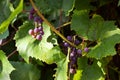 Purple ripe grapes on the branches in the home garden. Sunlight in the vineyard. The concept of gardening and winemaking Royalty Free Stock Photo