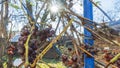 Purple ripe grapes near the house. Wine making. Autumn day on farm yard. Harvest time. Ecological fruit for vegans Royalty Free Stock Photo