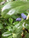 Purple ripe honeysuckle berries close-up Royalty Free Stock Photo