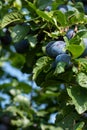 Purple ripe plums hanging from a plum tree in an orchard with organic fruit cultivation on a sunny day