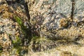 Purple rock crab (Leptograpsus variegatus) colorful crustaceans, male and female sit hidden between rocks Royalty Free Stock Photo