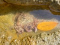 Purple Rock Crab in a shallow water, New Zealand