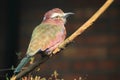 Purple roller Royalty Free Stock Photo