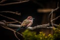 Purple Roller Bird, Coracias Naevius Royalty Free Stock Photo