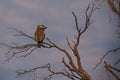 Purple Roller Coracias naevius 4397 Royalty Free Stock Photo