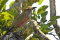 Purple Roller (Coracias naevius) Royalty Free Stock Photo