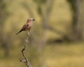 Purple Roller Coracias naevius Royalty Free Stock Photo