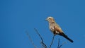 Purple Roller ( Coracias naevius ) Kgalagadi Transfrontier Park, South Africa Royalty Free Stock Photo