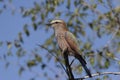 Purple Roller ( Coracias naevius ) Pilanesberg Nature Reserve, South Africa Royalty Free Stock Photo