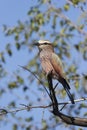 Purple Roller ( Coracias naevius ) Pilanesberg Nature Reserve, South Africa Royalty Free Stock Photo