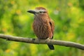 Purple roller, Coracias naevius, or rufous-crowned roller, bird widespread in sub-Saharan Africa, sitting on the branch with