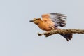 Purple Roller flying away in Kruger National Park Royalty Free Stock Photo