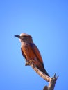 Purple roller Royalty Free Stock Photo