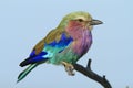 Purple Roller Royalty Free Stock Photo