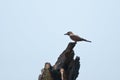 Purple roller Royalty Free Stock Photo