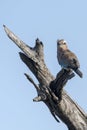 Purple Roller on whitered branch at Kruger park, South Africa