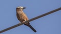 Purple Roller on Wire Looking right Royalty Free Stock Photo