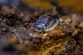 Pill Bug Armadillidiidae Royalty Free Stock Photo