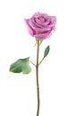 Purple rose Royalty Free Stock Photo