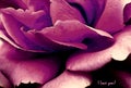 Purple Rose