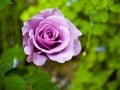 Purple Rose