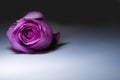 Purple Rose