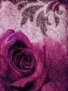 Purple rose background