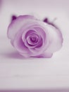 Purple Rose Background - Flower Stock Photos Royalty Free Stock Photo