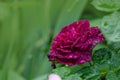 Falstaff roses in garden. English Rose Falstaff Royalty Free Stock Photo