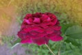 Munstead Wood roses in garden. English Rose Munstead Wood Royalty Free Stock Photo