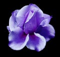 Purple Rose bud. Flower on black isolated background with clipping path. no shadows. Closeup. Royalty Free Stock Photo