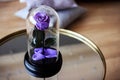 Purple rose in a flask. Long-lasting rose