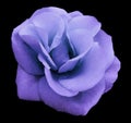 Purple rose flower , black isolated background with clipping path. Closeup. no shadows. Royalty Free Stock Photo